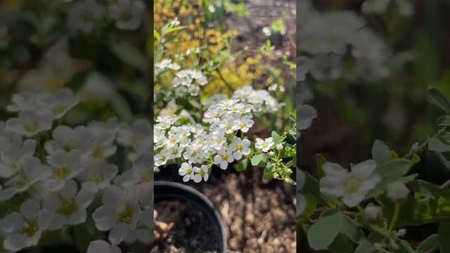 #Спирея #Аргута супер морозостойкий кустарник смотреть онлайн