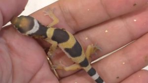 Ящерица Эублефар в домашнем террариуме.