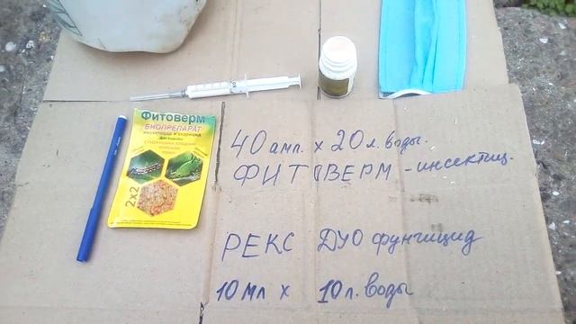 Осенняя обработка розария от болезней и вредителей. Рекс Дуо и Фитоверм, профилактика и лечение. смотреть онлайн