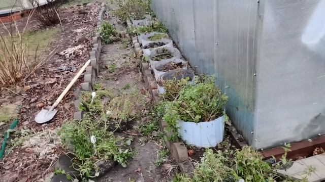 АЛИССУМ как размножить / РОДОДЕНДРОНЫ как укрыть / МЯТА как сохранить зимой/ смотреть онлайн