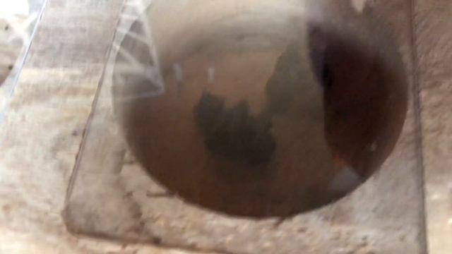 abelha EUGLOSSA bazinga I das orquídeas смотреть онлайн