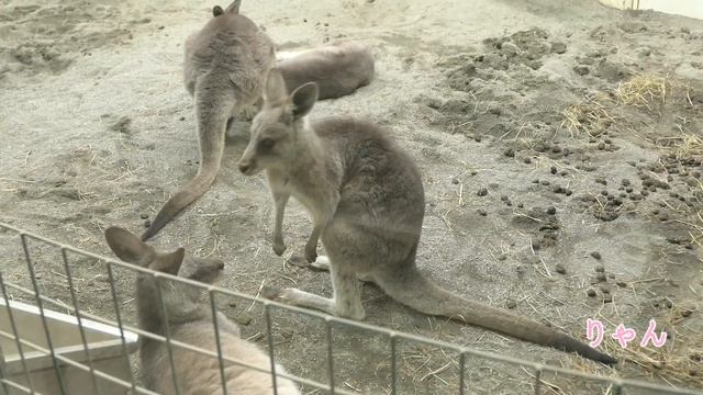 Dec, 2019. Eastern Grey Kangaroo at Maruyama Zoo смотреть онлайн