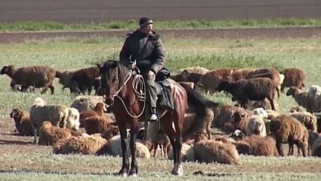 В Костанайскую область в 2019 году завезут 36 тыс. импортных буренок смотреть онлайн