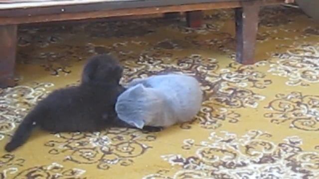 Веселые котята - "Киевляне в глухомани" смотреть онлайн