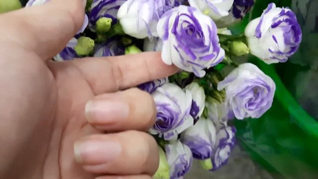 Eustoma Russell, enkel | Piccolo Blue Rim | Huamama смотреть онлайн