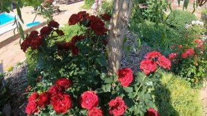 Чайно-гибридные розы. Hommage a Barbara (Омаж а Барбара)