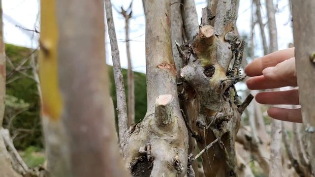 HOW TO PRUNE CRAPE MYRTLES смотреть онлайн