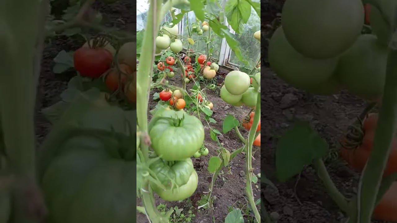 что мне с этим делать# томаты#shorts смотреть онлайн