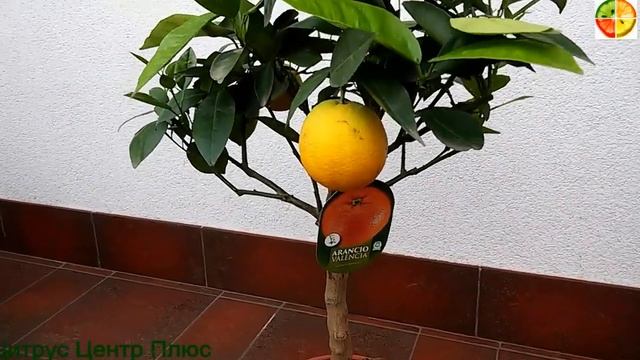 Апельсин Валенсия смотреть онлайн