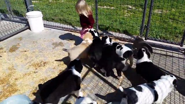 Alabai puppies for sale in California, USA. смотреть онлайн