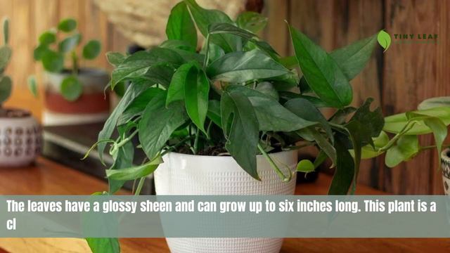 Baltic Blue Pothos | Epipremnum Pinnatum 'Baltic Blue' | TinyLeaf