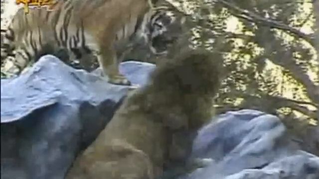 Tiger vs Lion Fights!. The Truth, the real videos!, Tiger tiger always wins 100% of the time! смотреть онлайн