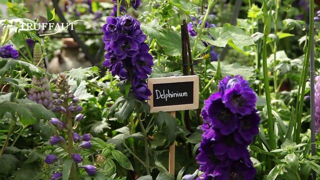 Planter du delphinium ou pied d'alouette au jardin - Truffaut смотреть онлайн
