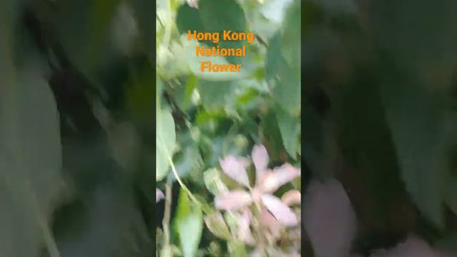 Hong Kong National Flower Bauhinia x Blakeana смотреть онлайн
