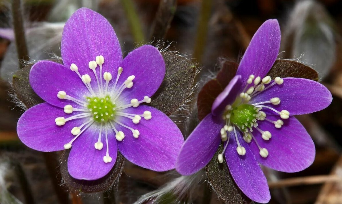 Печеночница РЕЛАКС ТЕРАПИЯ ИМПРОВИЗАЦИЯ композитор Виктор Анохин #piano #instrumental #цветы #newage