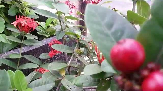The Seeds of Ixora Coccinea - Jungle Flame смотреть онлайн