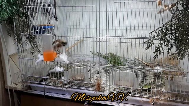 Признак готовности самки щегла к разведению смотреть онлайн