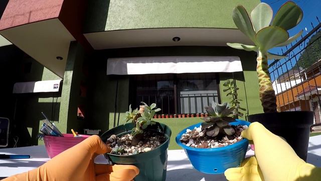 Decapitación de Echeveria -133- 😱🌵🙊🍀😳🐛👌 смотреть онлайн