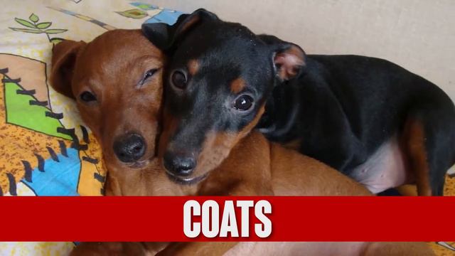 Miniature Pinscher Info: 6 Interesting Facts You Didn't Know
