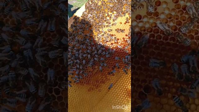 Весна семья без матки.Что делать?Часть 2 смотреть онлайн