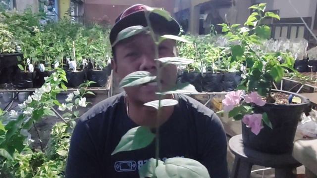 Live Selling Rare Top Rare Bougainvilleas in Pots Free 21j white and royal dauphine #toprare смотреть онлайн