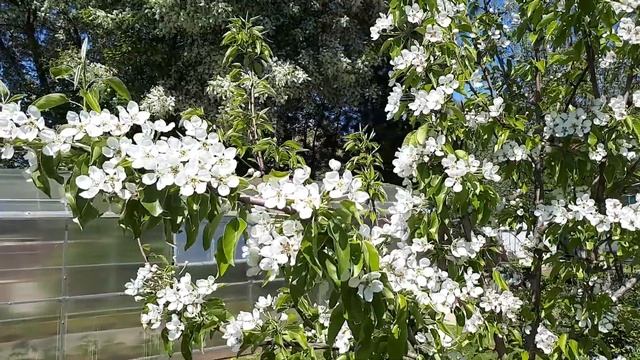 ЦВЕТЕНИЕ ЧЕРЕМУХИ В ПОДМОСКОВЬЕ ???РОСКОШЬ И ПРОСТОТА ??? МАЙ 2022г. смотреть онлайн