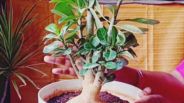 Adenium | Desert Rose Plant | Bonsai | Ornamental Garden Plant | PLANTS HUT | Love of Plants| смотреть онлайн