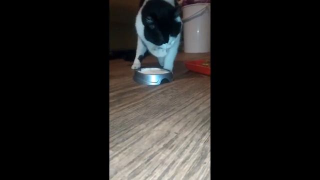 Кот ест сметану лапкой смотреть онлайн