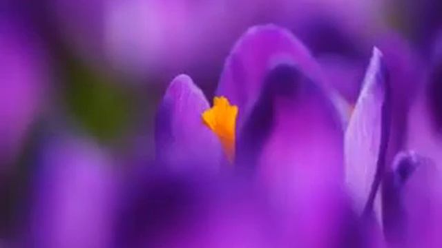 Art Me. Медитация на ФИОЛЕТ смотреть онлайн