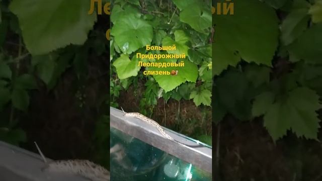 ?Большой Придорожный Леопардовый слизень?#леопардовыйслизень #гигантскийслизень #слизни смотреть онлайн