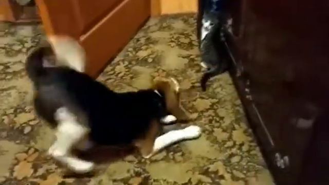 Бигль Роки дружба с котом 2 смотреть онлайн