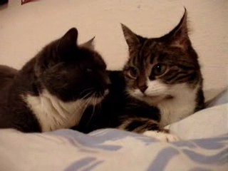 Кошачий разговор)