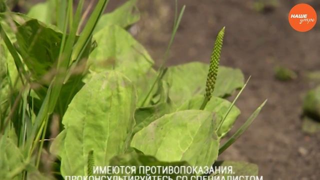 Подорожник трава… смотреть онлайн