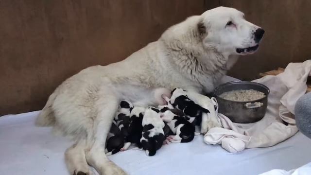 Кормление Алабая || Питание собаки || Собака родила , приносим еду в постель || Dogs смотреть онлайн