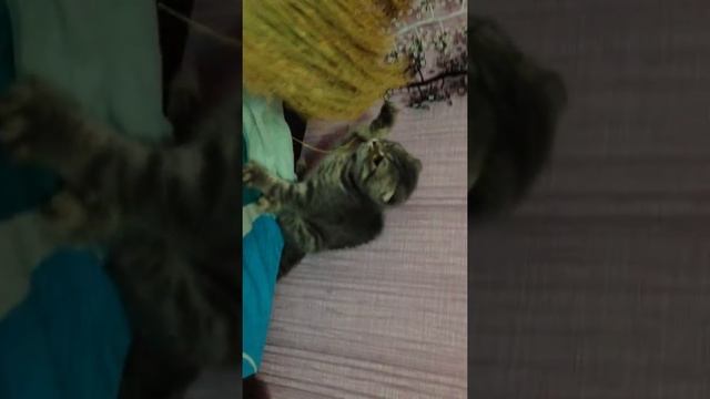 реакция кота на веник смотреть онлайн