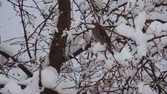 Снег на Южном Урале ! 15 марта село Тирлянский ! смотреть онлайн