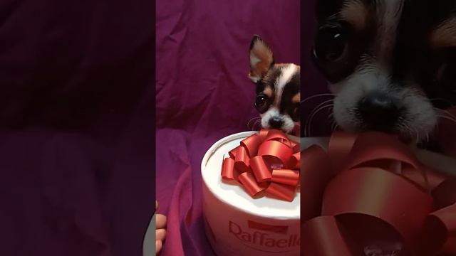 купить мини чихуахуа девочка Крым питомник смотреть онлайн