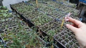 Гаура обзор, черенкование.