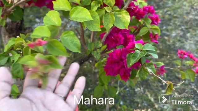 MAKAKAPAL NA BULAKLAK NG BOUGAINVILLEA | BOUGAINVILLEA VARIETY THAT BLOOMS HEAVILY смотреть онлайн