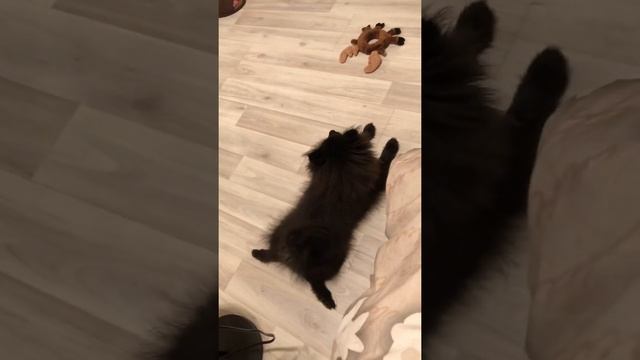 Как выглядит черный мини шпиц в полгода. Приколы с собаками. смотреть онлайн