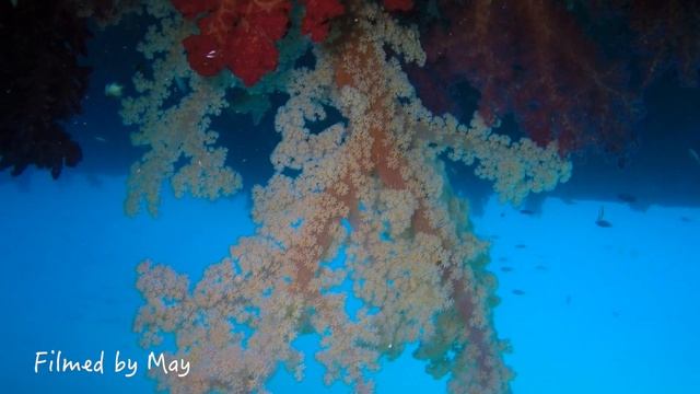 Подводное Царство Мягких Кораллов/Underwater Kingdom of Soft Corals смотреть онлайн