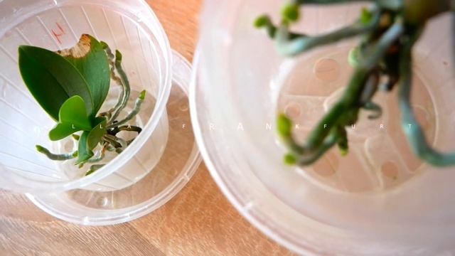 ПОЛИВ ОРХИДЕЙ В ОСЕННЕ-ЗИМНЕЕ ВРЕМЯ. Содержание Орхидей в ВОДЕ смотреть онлайн