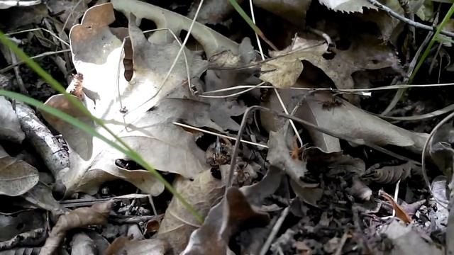 Жизнь и поведение муравьев рода Formica смотреть онлайн