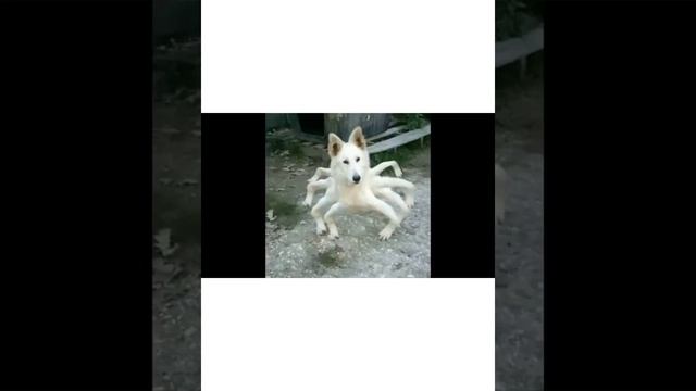Cursed Images And Cursed Roblox Images But With Happy Music