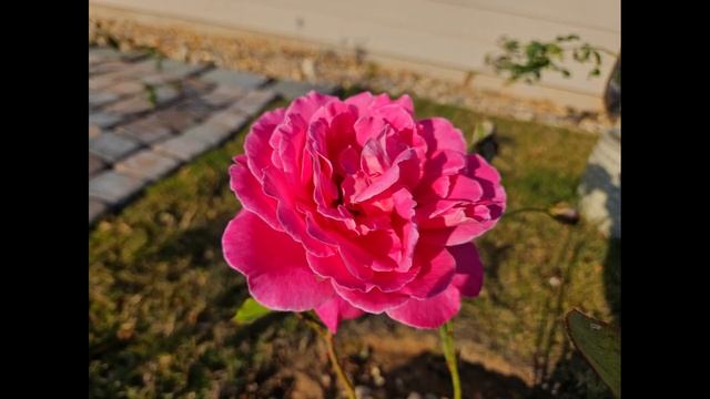 Rose 올봄에 backyard에 심은 장미꽃이예요. смотреть онлайн