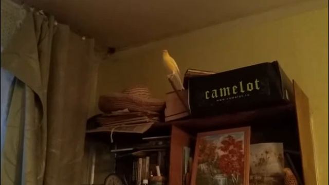 Кенар поёт Canary singing смотреть онлайн