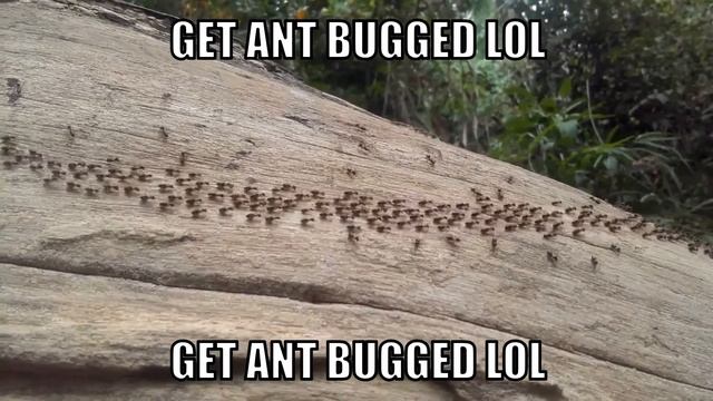 Get Ant Bugged lol смотреть онлайн