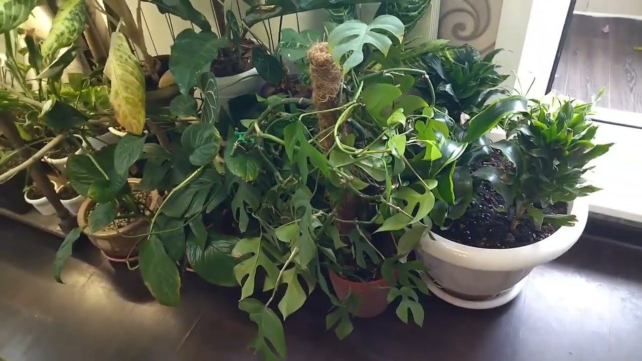 Цветочная переделка. Начало. Растения в зале. смотреть онлайн