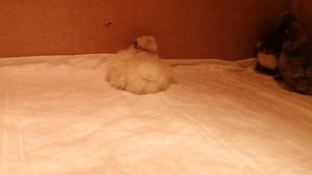 Цыплята шелковых кур silkies. Декоративные шелки. смотреть онлайн