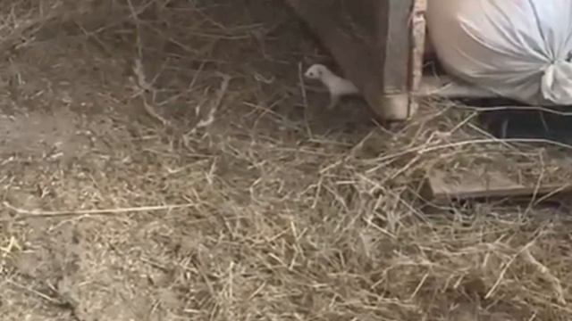 Ласка смотреть онлайн